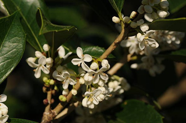 Osmanthus Burkwooddii  C3