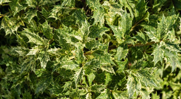 Osmanthus heterophyllus Goshiki 3C