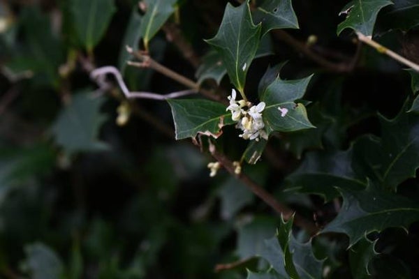 Osmanthus heterophyllus
