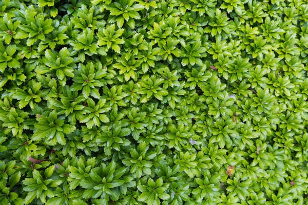 Pachysandra terminalis 'Green Carpet'