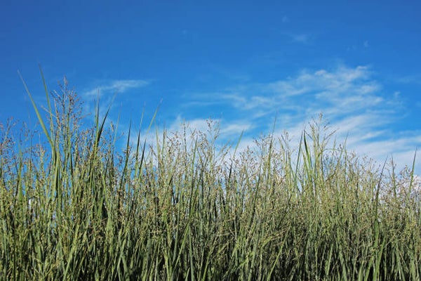 Panicum virgatum 'Heavy Metal'