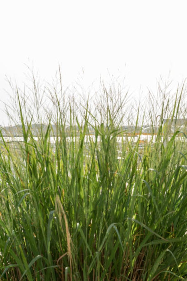 Panicum Virgatum 'Northwind' C3