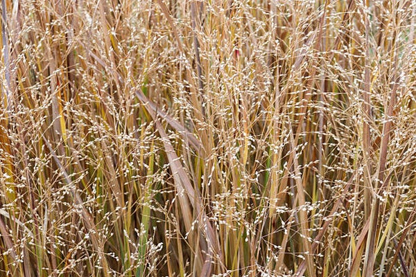 Panicum virgatum 'Rehbraun'