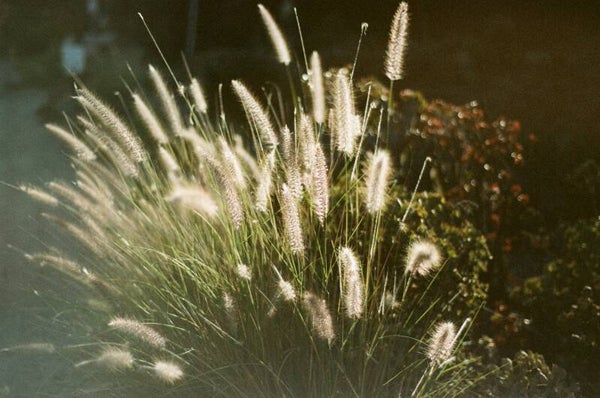 Pennisetum al. 'Hameln' C1,5