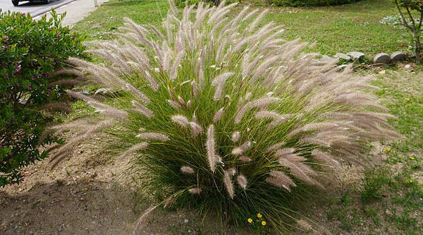 Pennisetum alopecuroides Hameln C3