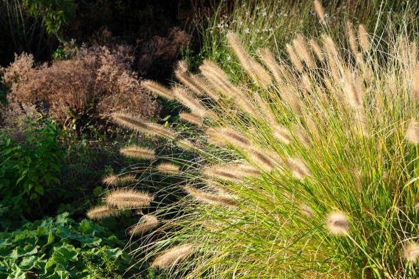 Pennisetum alopecuroides C1,5