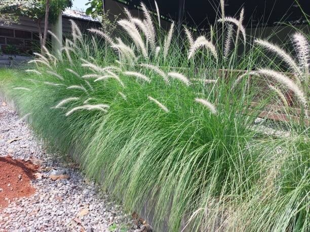 Pennisetum alopecuroides Little Bunny C3
