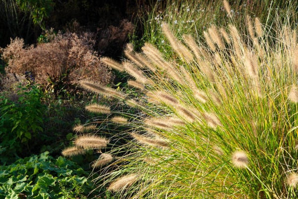 Pennisetum alopecuroides C1,5