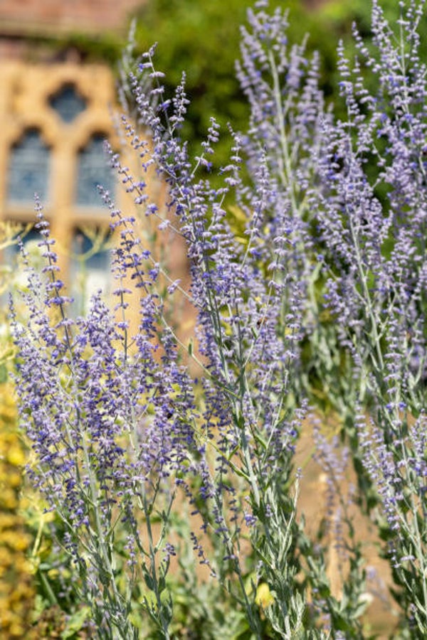 Perovskia atriplicifolia Little Spire