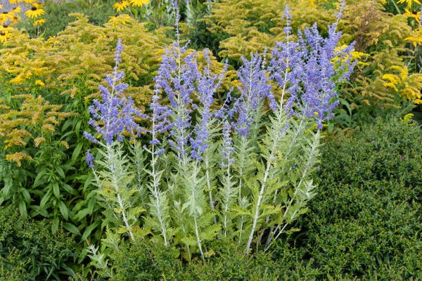 Perovskia Blue Spire