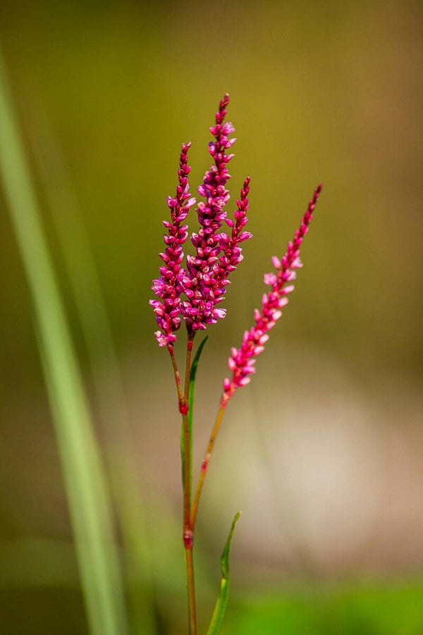 Persicaria affinis 'Kabouter' P9