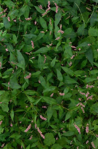 Persicaria Kabouter