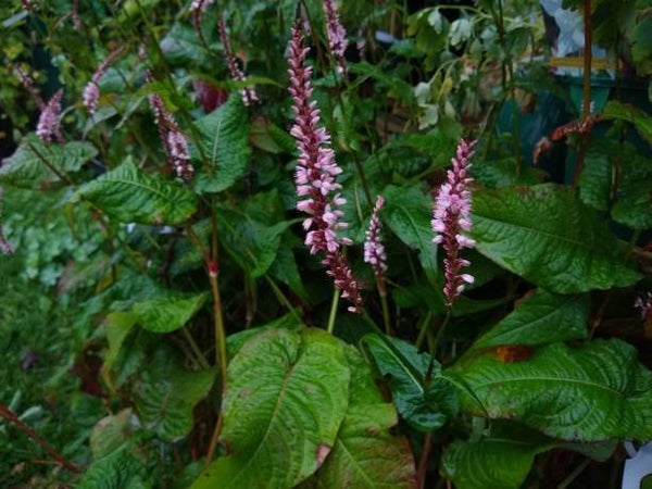 Persicaria Rosea