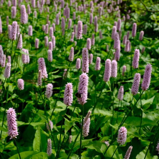 Persicaria 'Superba'
