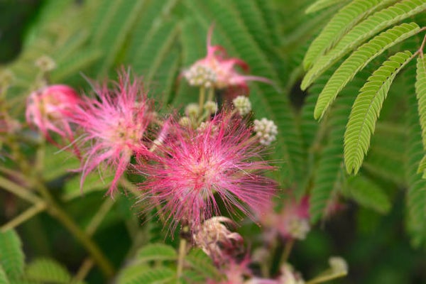 Perzische slaapboom meerstammig (Albizia julibrissin) 6 Maten