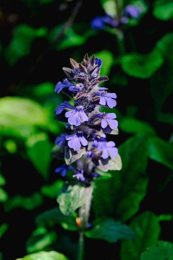 Ajuga Reptans 'Burgundy Glow' P9