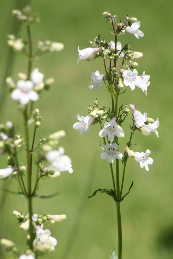 Nepeta racemosa 'Snowflake' P9