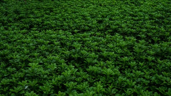 Pachysandra terminalis 'Green Carpet' P9