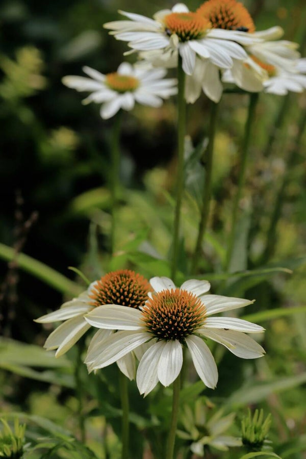 Echinacea purpurea 'Alba' P9