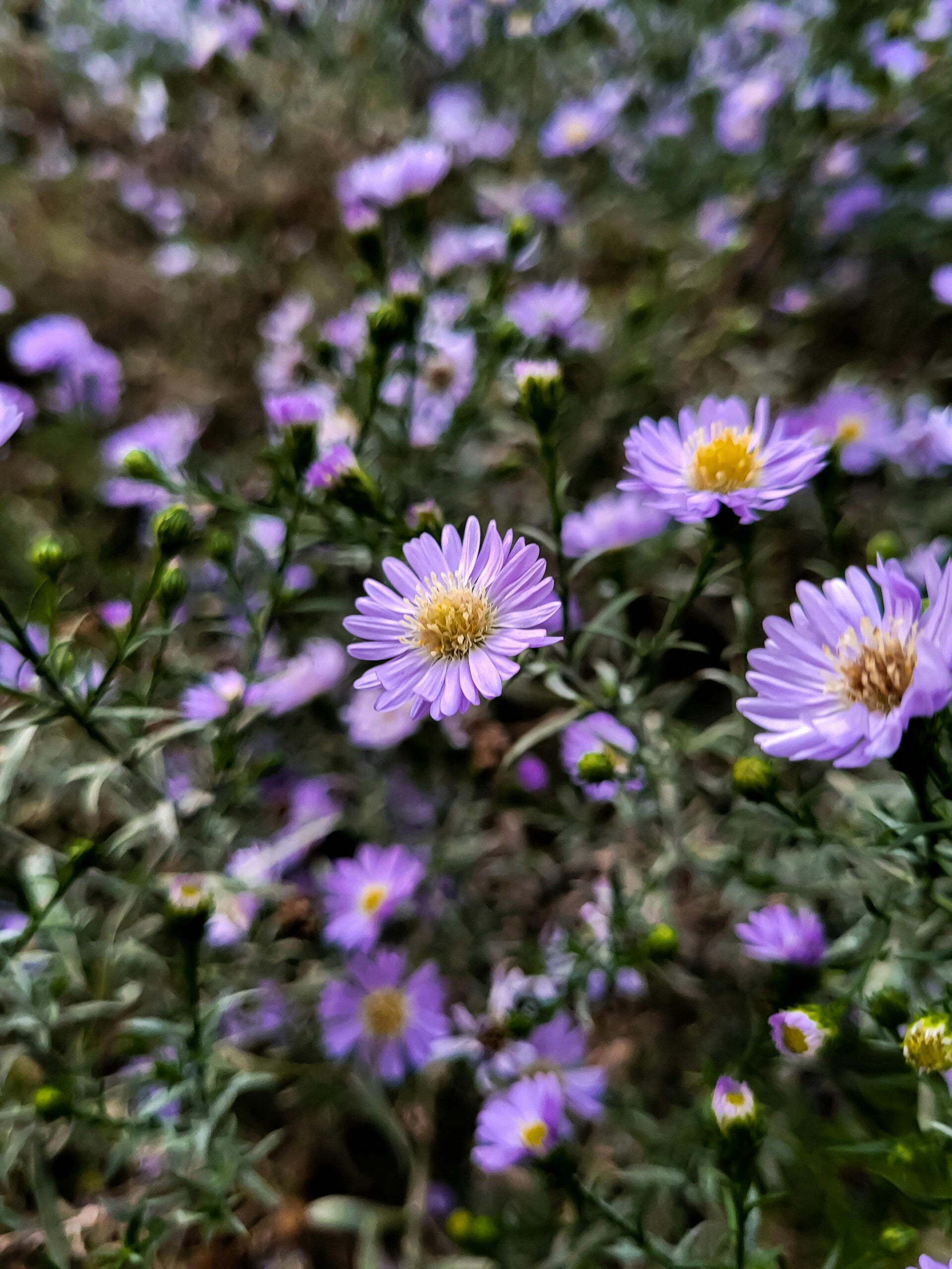 Aster Ageratoides 'Asran' P9