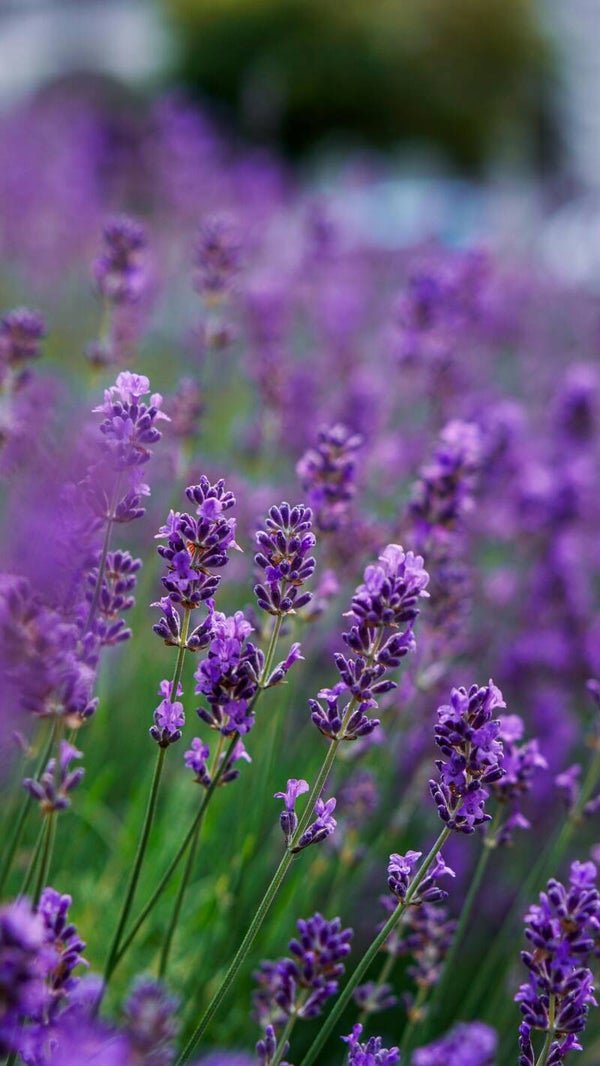Lavandula angustifolia 'Hidcote' P9