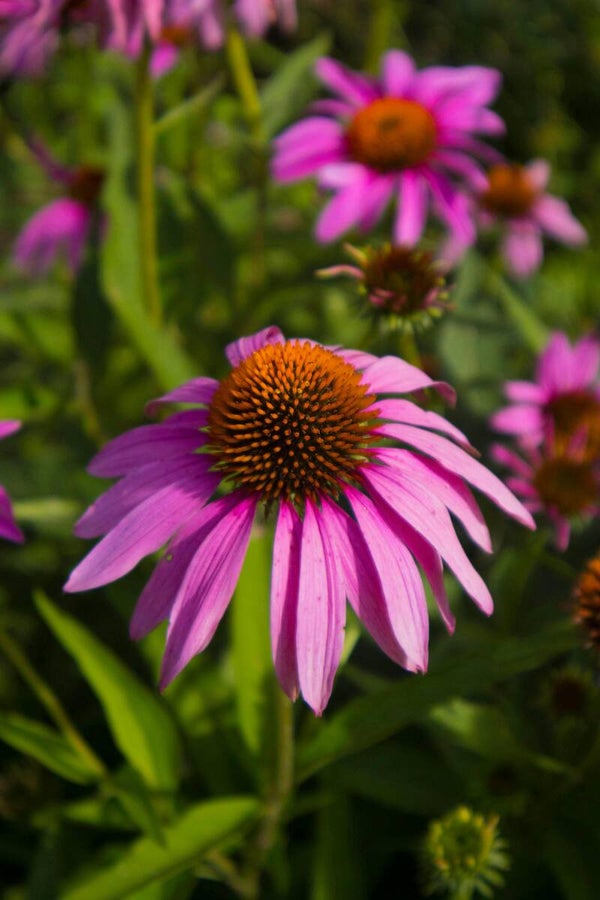 Echinacea purpurea P9