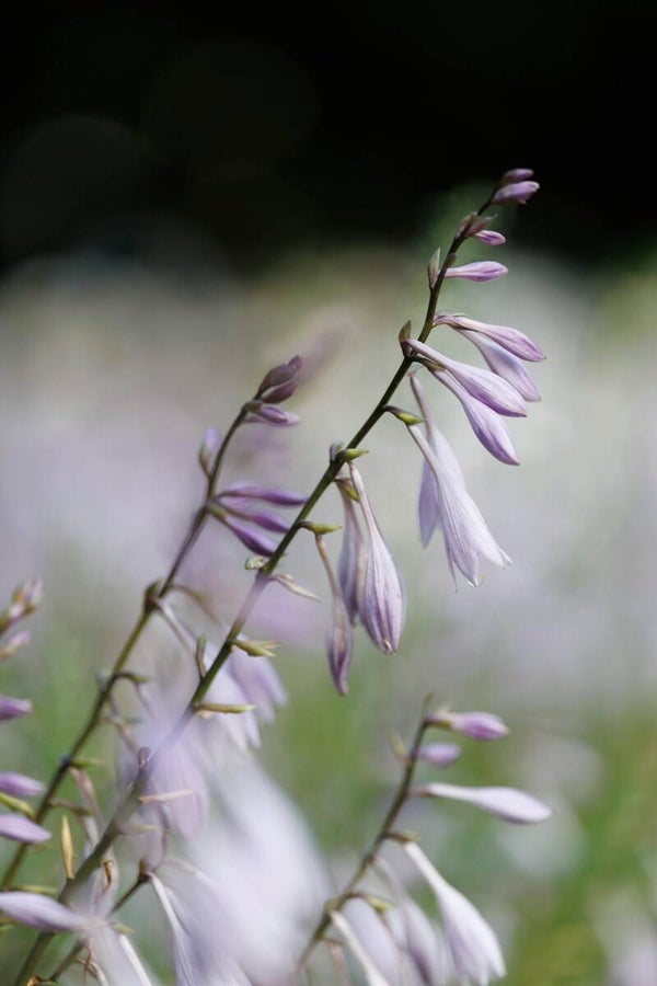 Hosta sieb. 'Elegans' C1,5