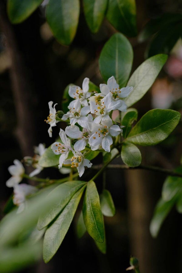 Choisya 'Aztec Pearl' C1,5