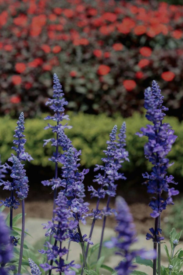 Salvia nemorosa 'Mainacht' P9