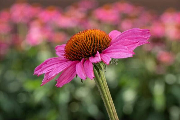 Echinacea purpurea 'Magnus' P9