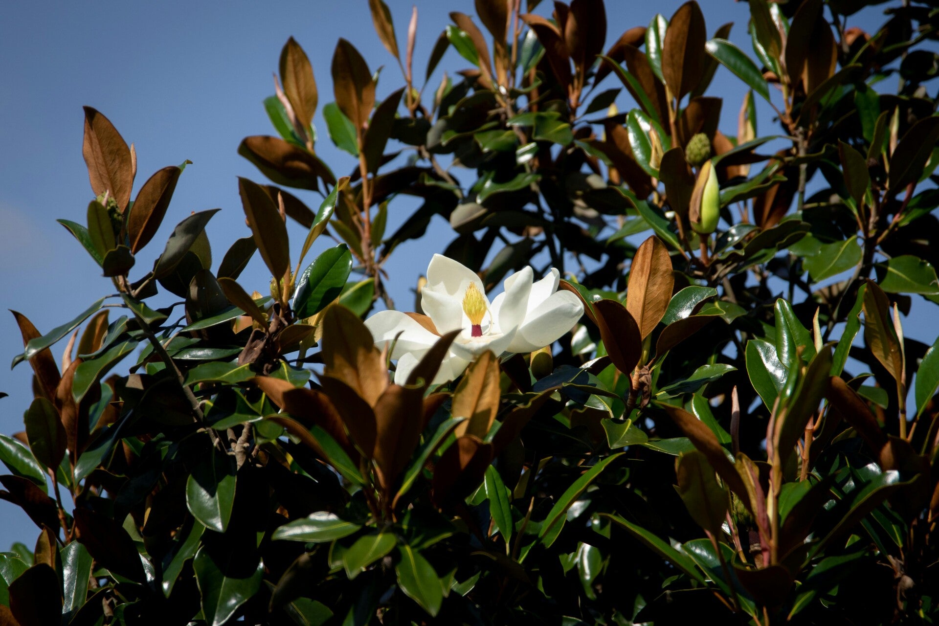 Magnolia grandiflora struik Magnolia grandiflora ‘Gallisoniensis’ 2 Maten