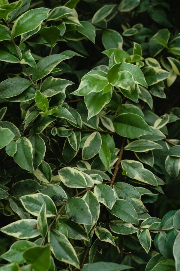 Elaeagnus ebbingei C1,5