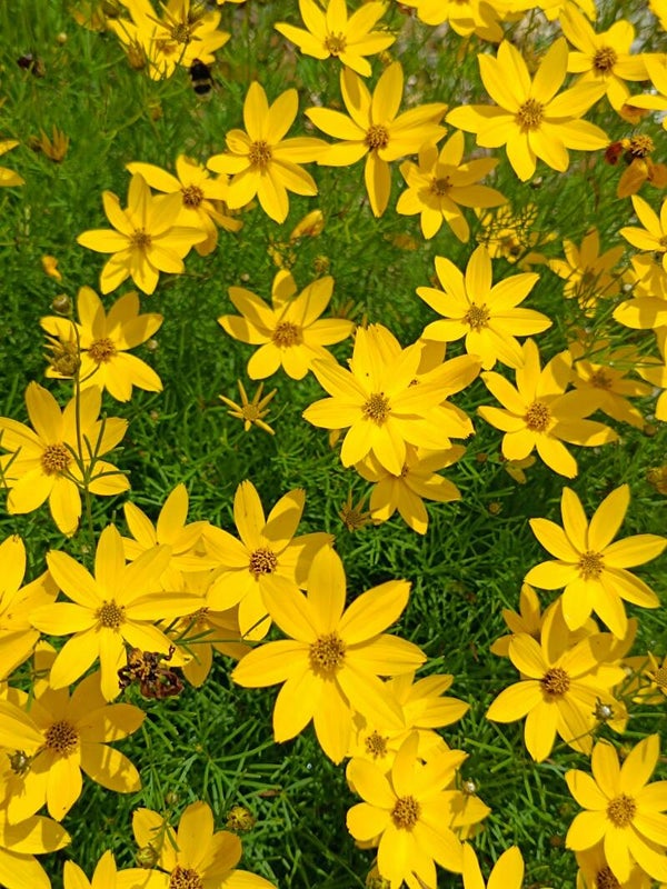 Coreopsis 'Full Moon' P9