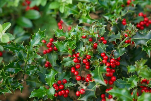 Ilex aquifolium C1,5