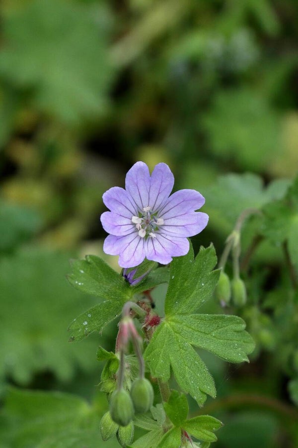 Geranium 'Azure Rush' P9
