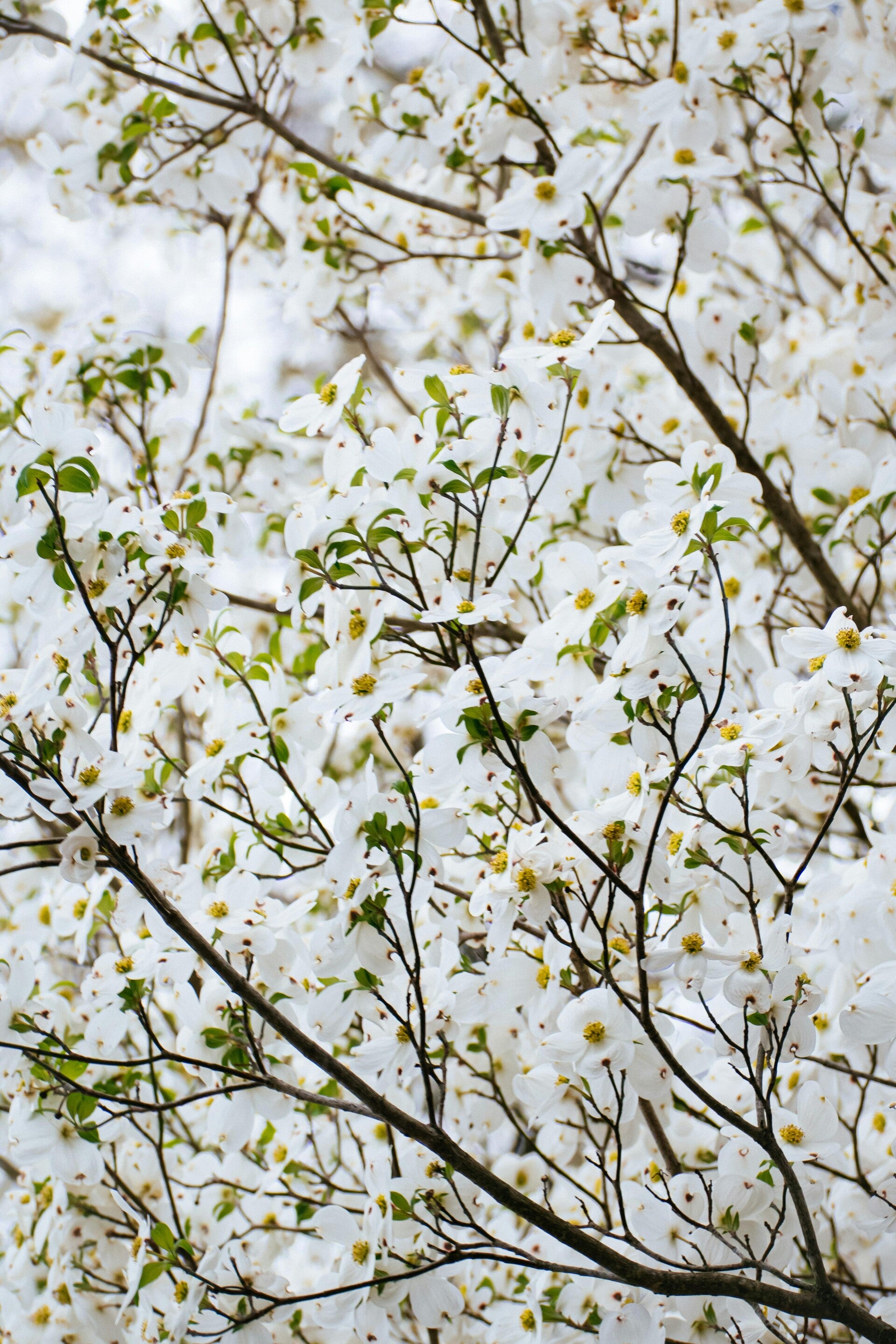 Kornoelje 'Milky Way' (Cornus kousa 'Milky Way') 2 Maten