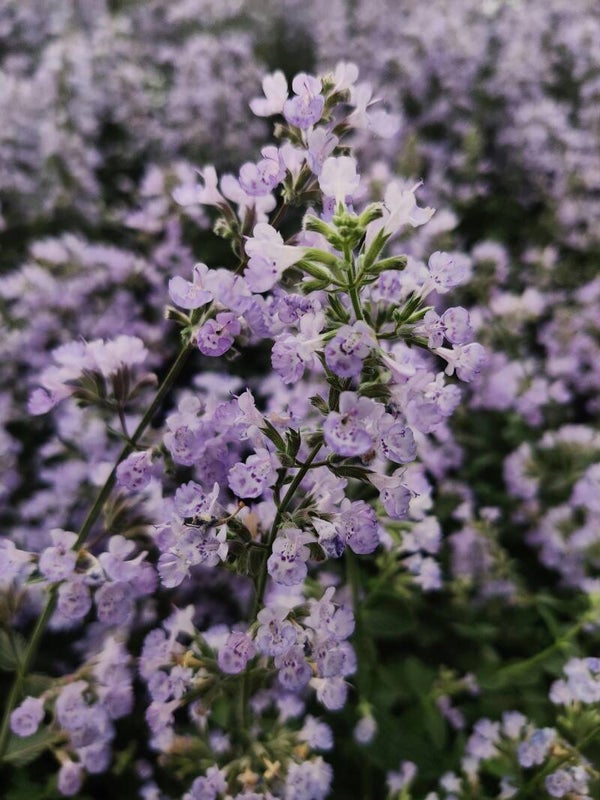Nepeta faassenii 'Six Hills Giant' P9