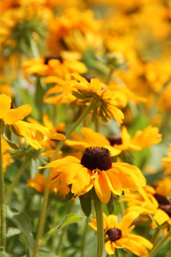 Rudbeckia fulgida 'Goldstrum'P9
