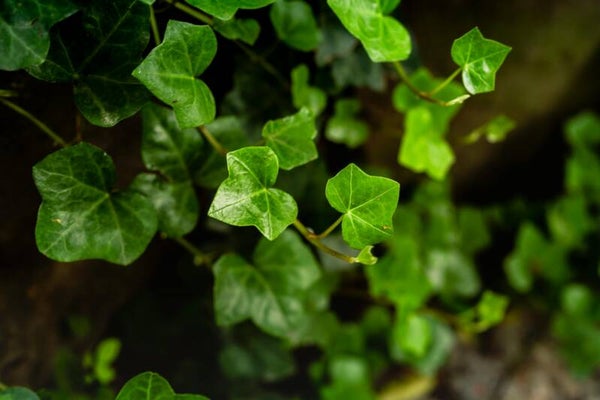 Hedera hibernica P9