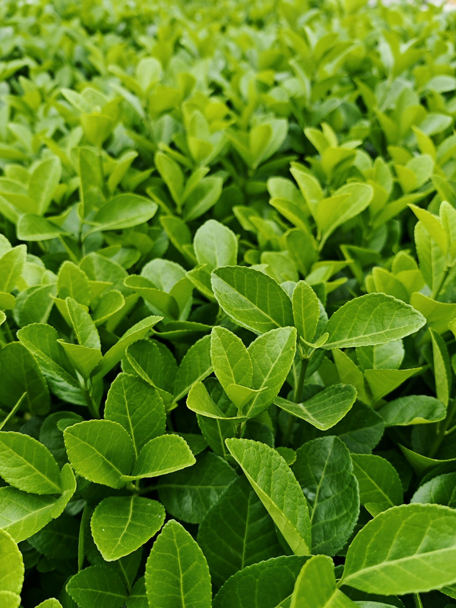 Euonymus jap. 'Green Spire' C1,5