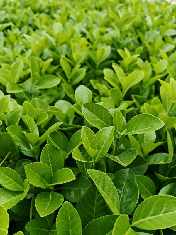 Euonymus jap. 'Green Spire' C1,5