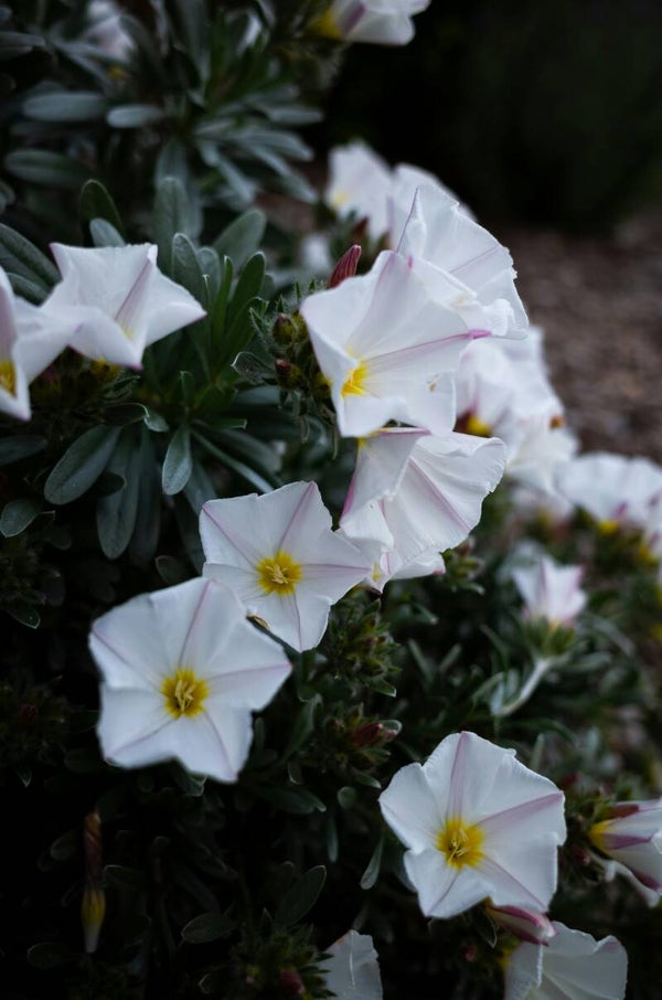 Convolvulus cneorum  C3