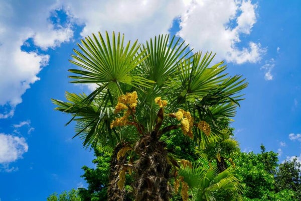 Chinese waaierpalm triple stam (Trachycarpus fortunei) 1 Maat