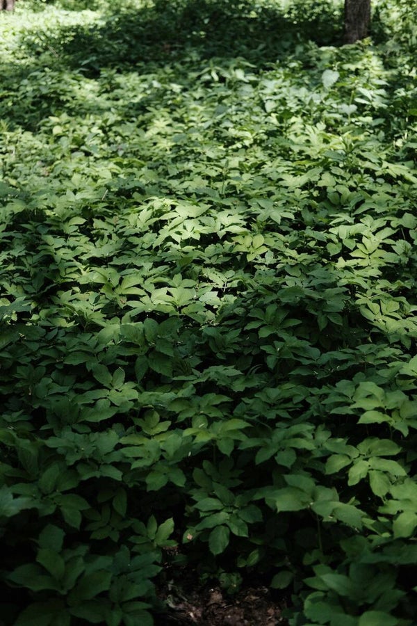 Pachysandra terminalis P9
