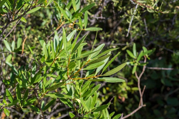 Phillyrea angustifolia