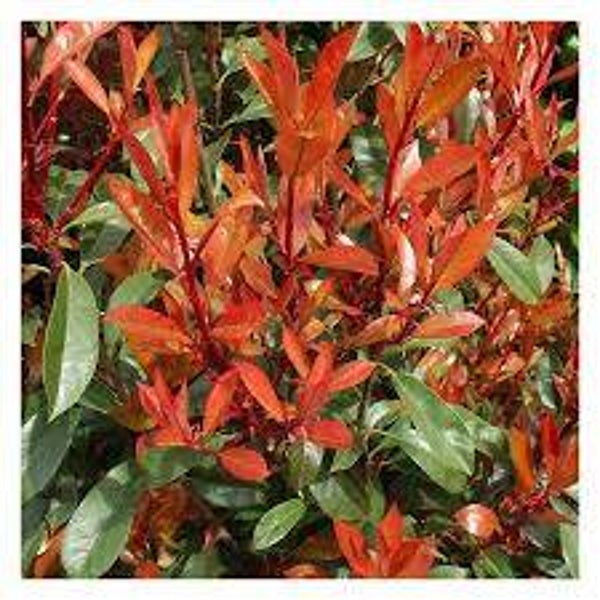 Photinia fraseri Carré Rouge C3
