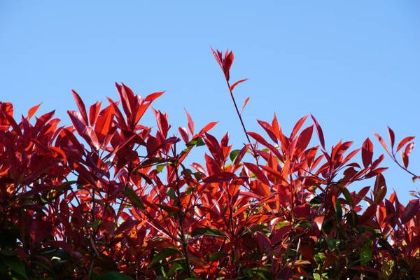 Photinia fraseri Little Red Robin