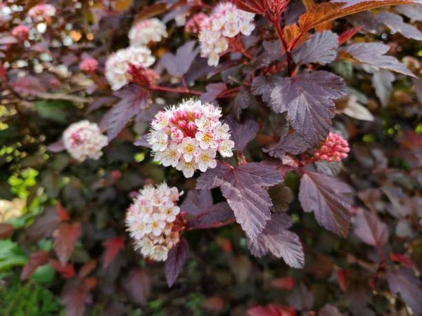 Physocarpus op. 'Diabolo'