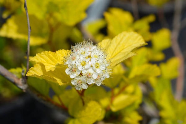 Physocarpus opulifolius Dart’s Gold C3