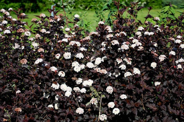 Physocarpus opulifolius Diabolo C3